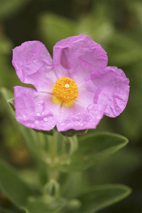 White Leaved Rock Rose Cistus Albidus By Science Photo Library