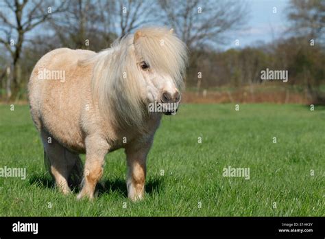 Mini Shetland Pony, Schleswig-Holstein, Germany Stock Photo - Alamy