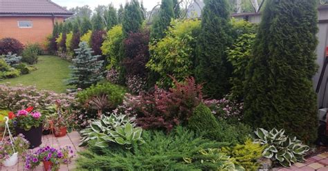 Хвойные растения в клумбе - Схемы - Особенности ухода