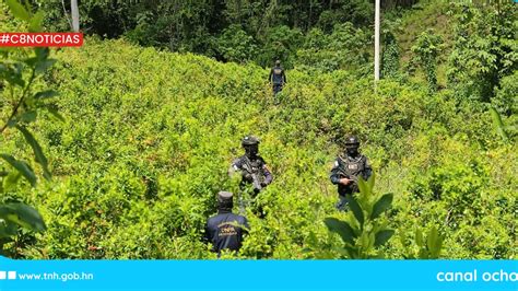 Aseguran Cultivo Con Mil Plantas De Hoja De Coca En Col N