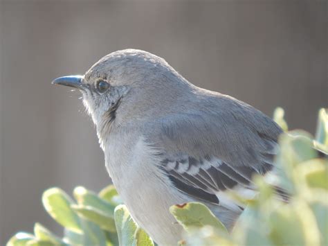 Northern Mockingbird : birdwatching