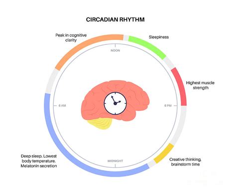 Sleep Wake Cycle Photograph By Pikovit Science Photo Library Fine