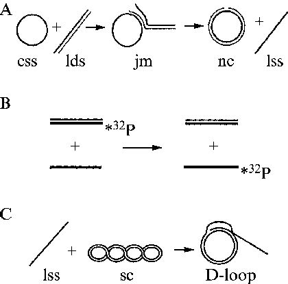 In Vitro Systems For Examining Homologous Dna Pairing And Strand