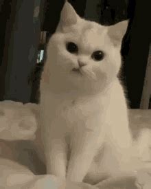 Cat Frown GIF - Cat frown - Discover & Share GIFs