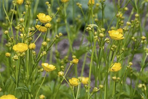 Woolly Buttercup Photo Imagebroker Alimdi Arterra Philippe Clement