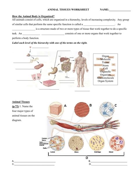 Anatomy And Physiology 1 Worksheet For Tissue Types Anatomy Worksheets