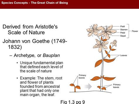 Chapter 1 Opener A Plethora Of Adaptations Figure 13 A Lamarcks