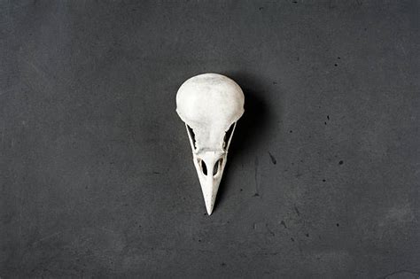 Top 60 Bird Skull Stock Photos Pictures And Images Istock