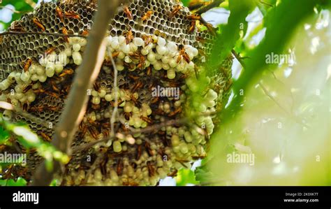 Hexagonal Cells With Larva Of Common Yellow Wasp Or Ropalidia Marginata Exposed Center Of Wasp