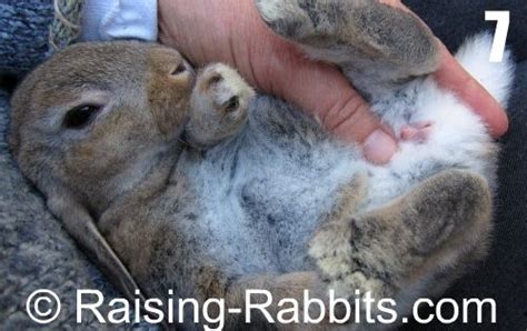 As Many Bunnies Are Around This Time Of Year This Is A Timely Pictorial On Sexing Rabbits