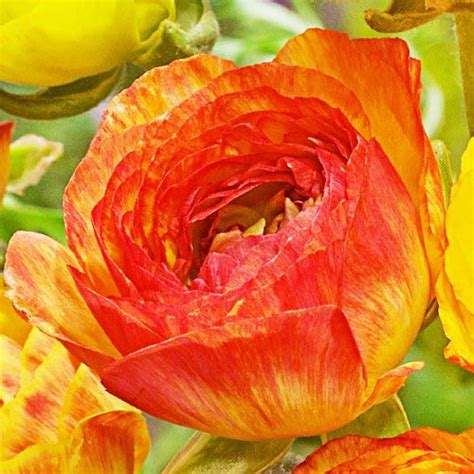 Ранункулюс (лютик) Picotee Orange🌷 - купить луковицы и клубни в Украине ...