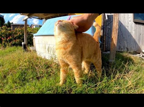 猫ハウスの影に隠れていた茶トラ猫ちゃん、顔を見るとモフられに出てきた 感動猫動画｜youtubeランキング