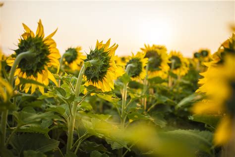 Sunflower Nuseed Usa