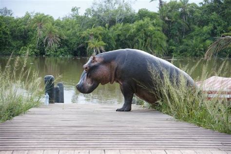 Rubondo Island National Park BLiT Safaris