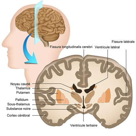 Pallidum cerveau définition anatomie schéma