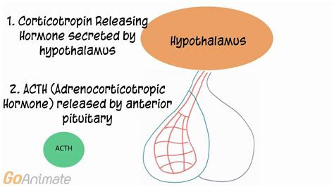Where Is Acth Released From