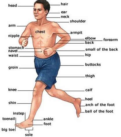 human body parts - Examples