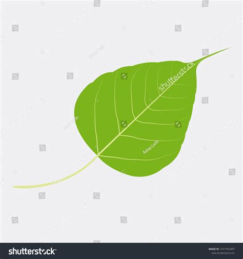 19,053 Banyan Leaf Images, Stock Photos & Vectors | Shutterstock