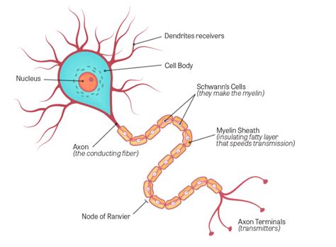 144 Neurotoxicity Chemistry Libretexts