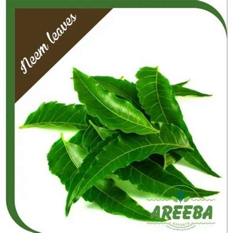 Natural Fresh Neem Leaves Packaging Type Loose Grade Medicine Grade