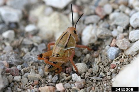 Plains Lubber Grasshopper Brachystola Magna