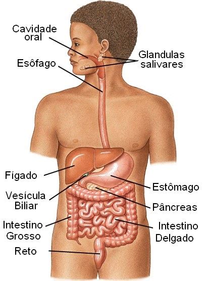 Biologia Para Vida Sistema Digestório Humano