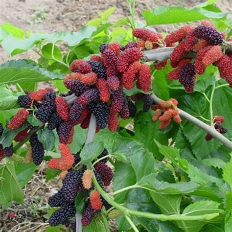 7 Macam Macam Buah Berry Yang Bisa Ditanam Sendiri Di Rumah