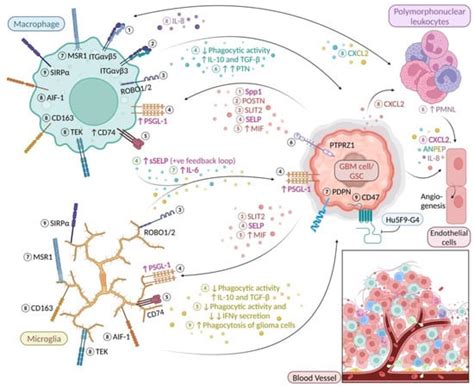 Ijms Free Full Text Microglia And Brain Macrophages As Drivers Of