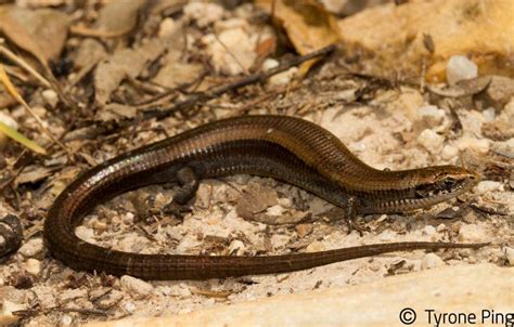 Tetradactylus Seps Short Legged Seps