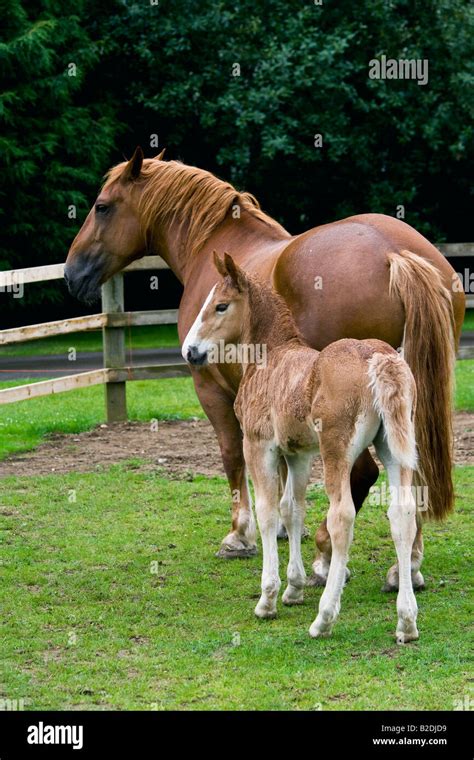 Suffolk punch horse hi-res stock photography and images - Alamy