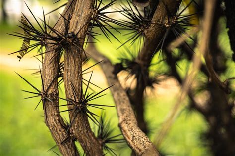 Spikes on Tree Trunk in Nature · Free Stock Photo