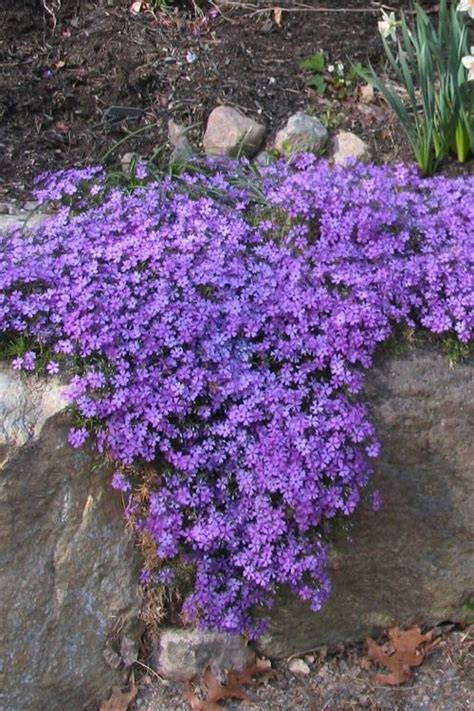 Buy Purple Beauty Creeping Phlox FREE SHIPPING Wilson Bros Gardens