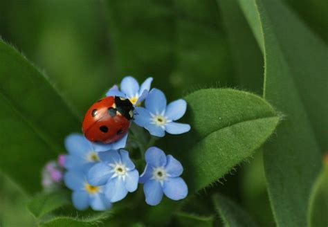 Why Introducing Baby Ladybugs will Improve Your Garden Immediately ...