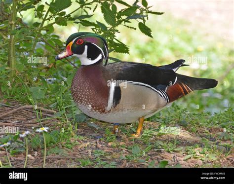 Portrait Of Wood Duck Stock Photo Alamy