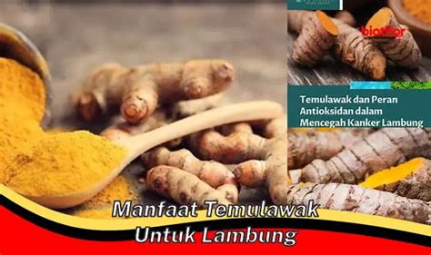 Temukan Manfaat Temulawak Untuk Lambung Yang Jarang Diketahui Biotifor