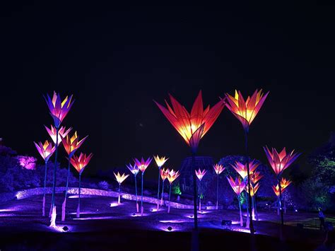 Lightscape is back at the San Antonio Botanical Garden – Planten En Bloemen