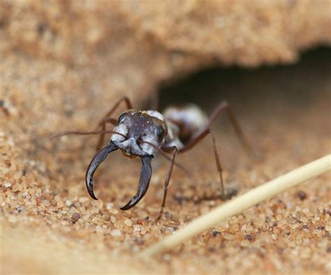 Ants March Differently, Depending on Direction - The New York Times