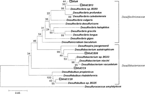 Phylogenetic Tree Of Five Operational Taxonomy Units Otus And Their