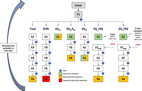 Frontiers Optimizing Self Pollinated Crop Breeding Employing Genomic