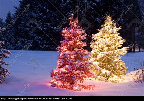 Weihnachtsbäume im Freien Stockfoto 25670295 Bildagentur