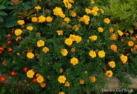 Marigold Safari Mix Garden Girl Seeds Garden Seeds