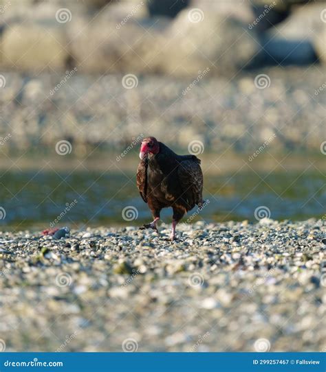 Turkey Vulture Feeding at Seaside Beach Stock Image - Image of flying ...