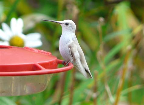 Leucistic Ruby-throated Hummingbird - FeederWatch