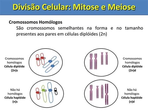 Mitose E Meiose PPT