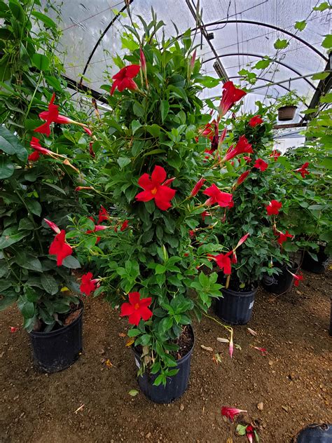 Madison Gardens Nursery | Plants, Flowers, Shrubs, Trees, Ground Cover