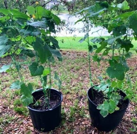 C Mo Cultivar Esponja Vegetal Luffa En Maceta Y Sus Cuidados Eco