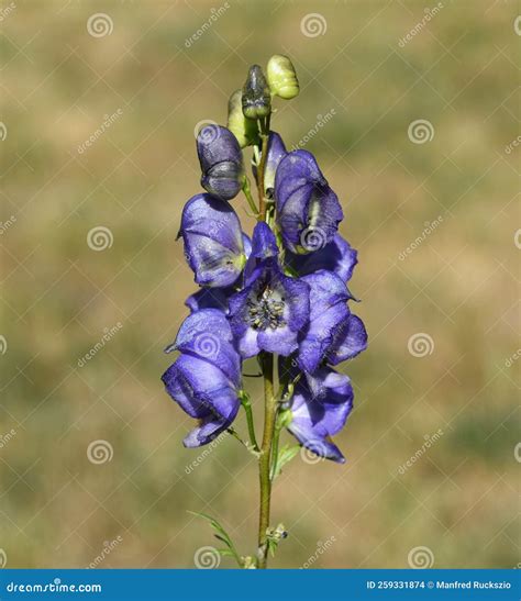 Monkshood Aconitium Napellus Stock Photo Image Of Monkshood Wild