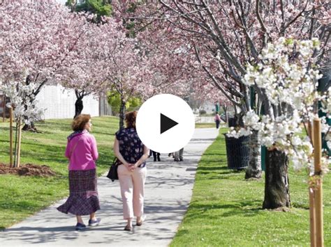 PCF Grant Brings Springtime Blossoms to Victory Park | Pasadena ...