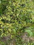 Silky Dogwood Berries | New Hampshire Garden Solutions