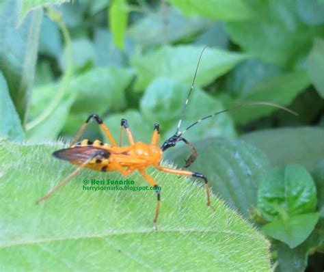 Herry Soenarko Cosmolestes Picticeps Yellow Assasin Bug Predator Yang